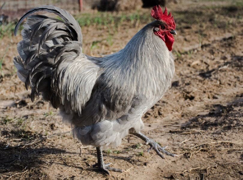 Young lavender orpington rooster
