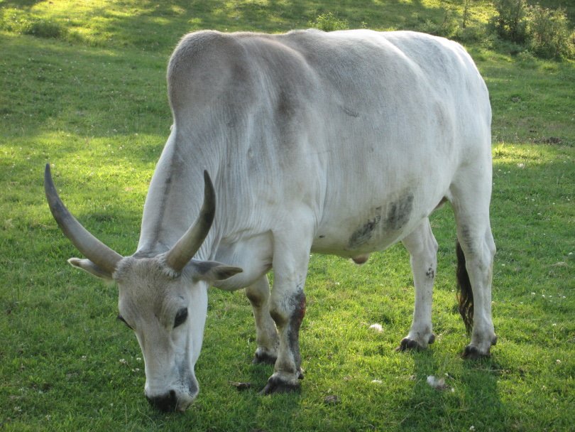 Zebu cattle eating