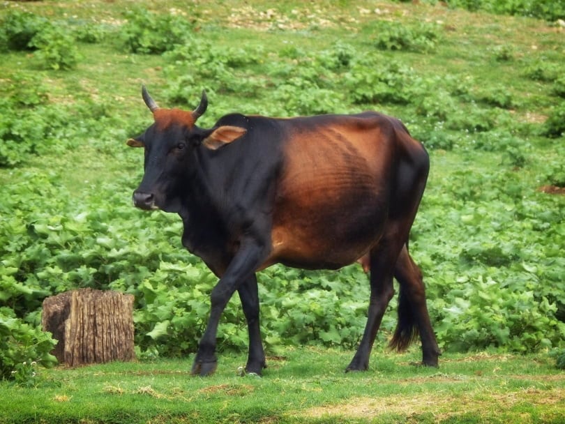 Zebu cow on the grass