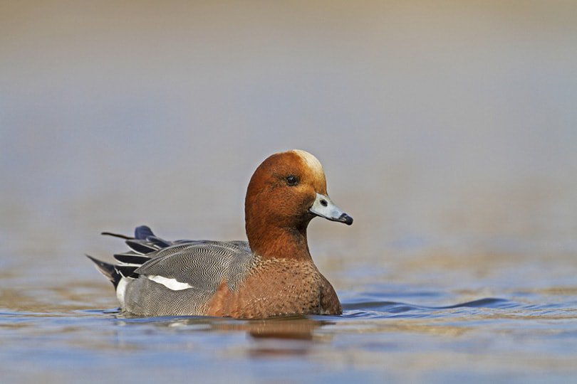 a Eurasian Wigeon duck on the river