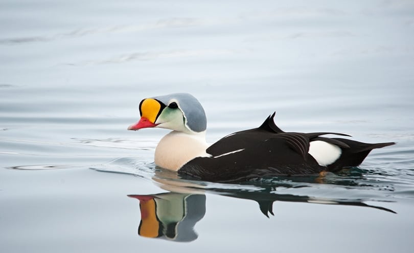 a King Eider duck swimming in a harbour