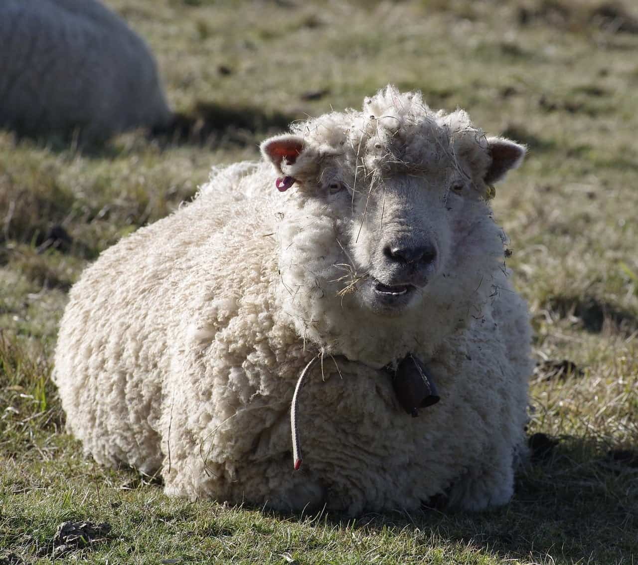 a Merino Sheep
