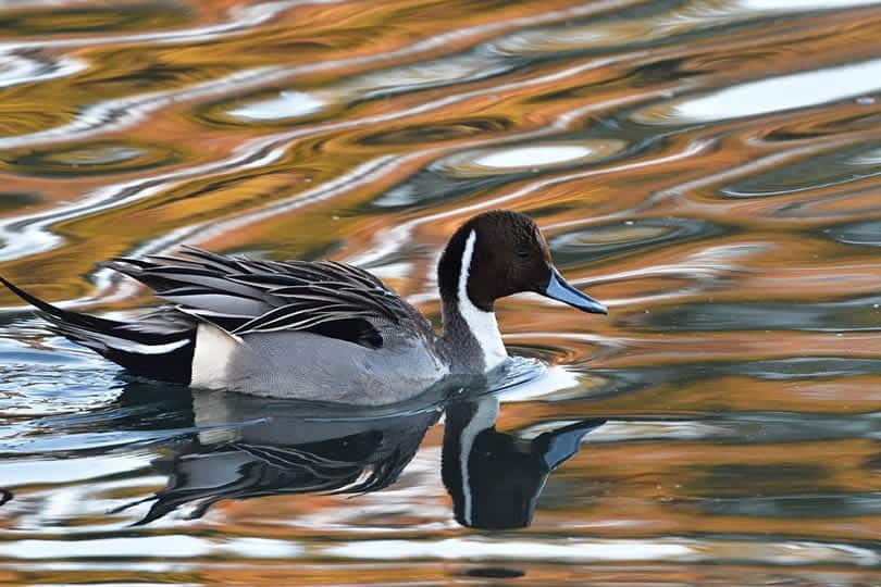 a Northern Pintail duck on a river