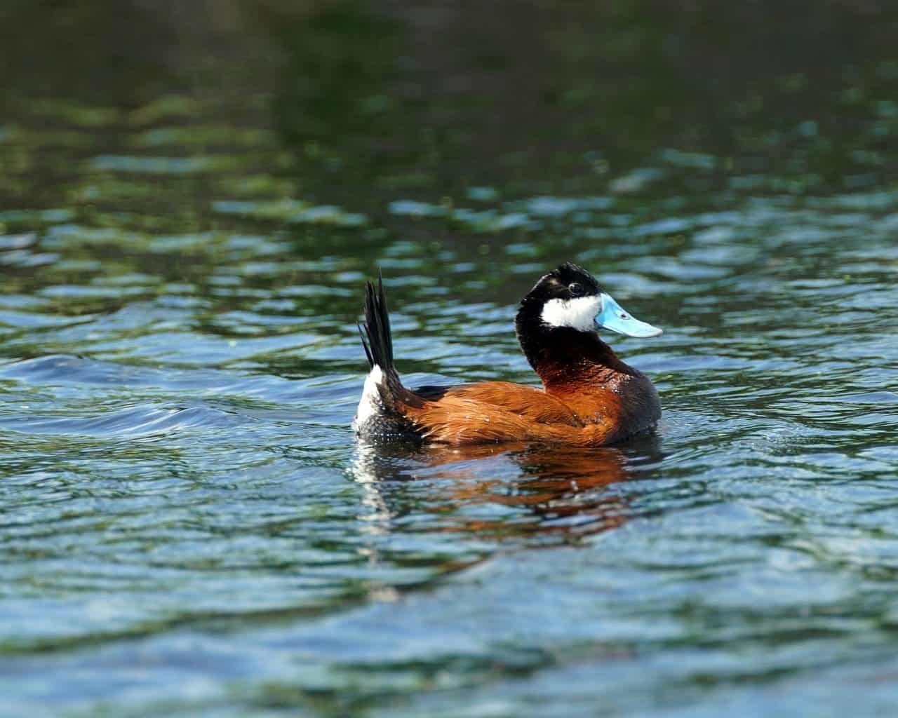 a Ruddy duck on a river