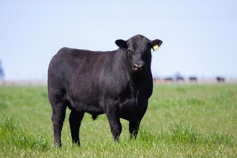 a black bull in pasture