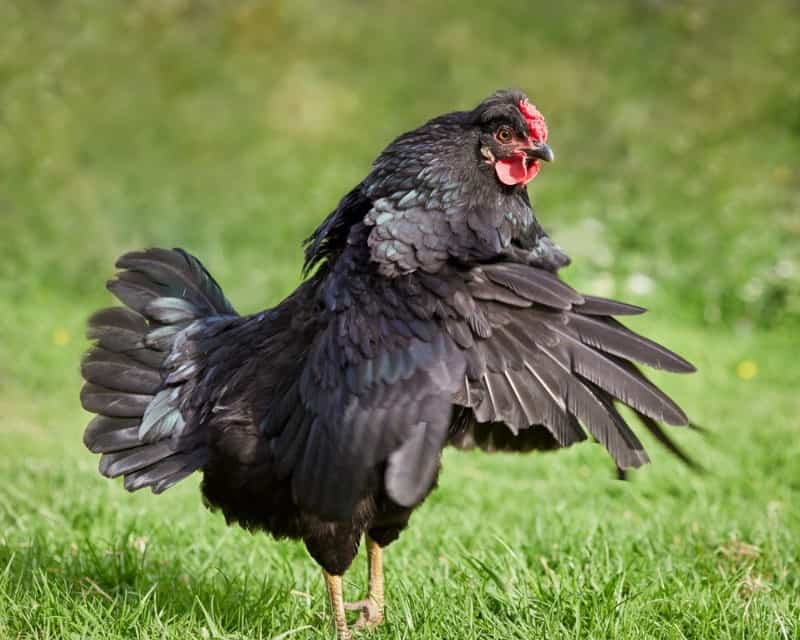 a black chicken spreading its wings