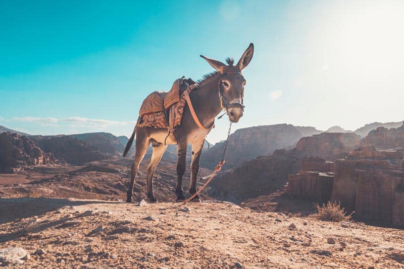 a burro donkey in the desert