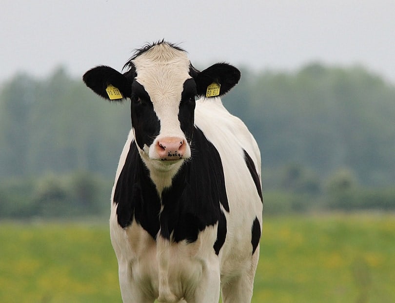 a close up of a holstein in green pasture