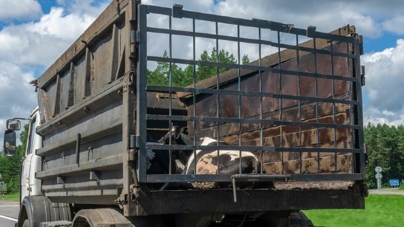 a cow transported by a truck