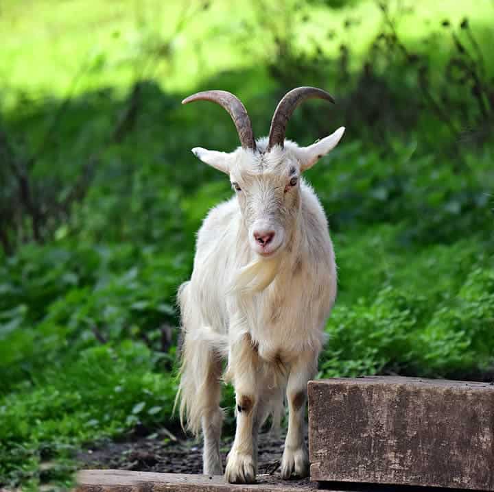 a female goat