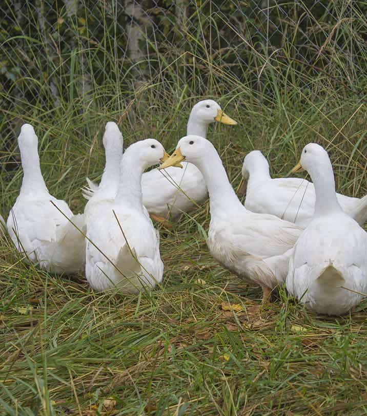 a flock of german pekin ducks in the ground