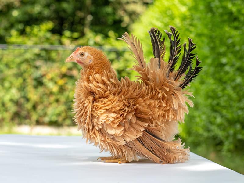 a frizzle chicken