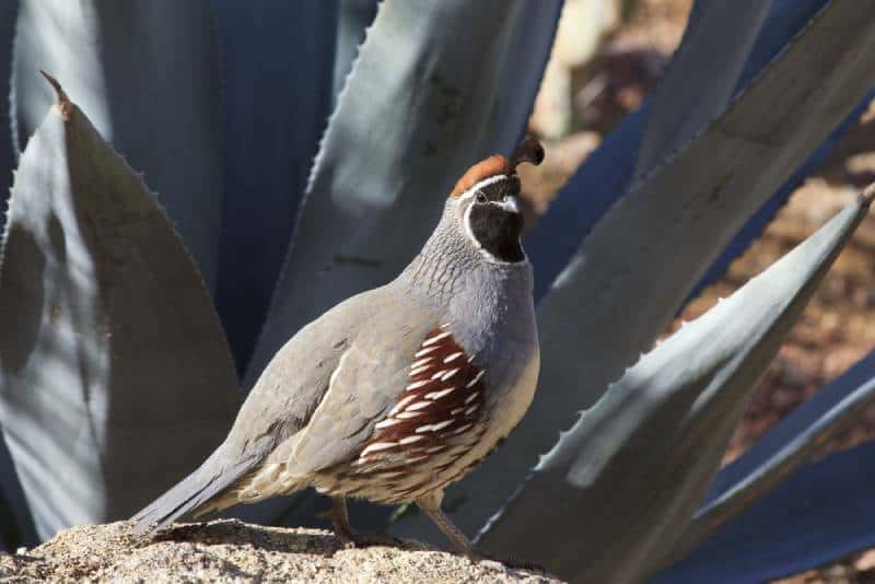 a gambel quail outdoors