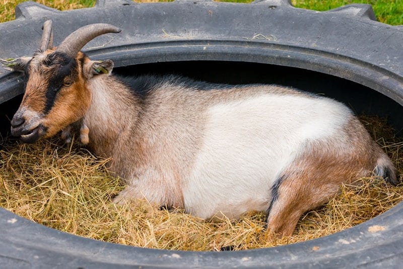 a goat with dorsal stripe pattern resting in a tire at the farm