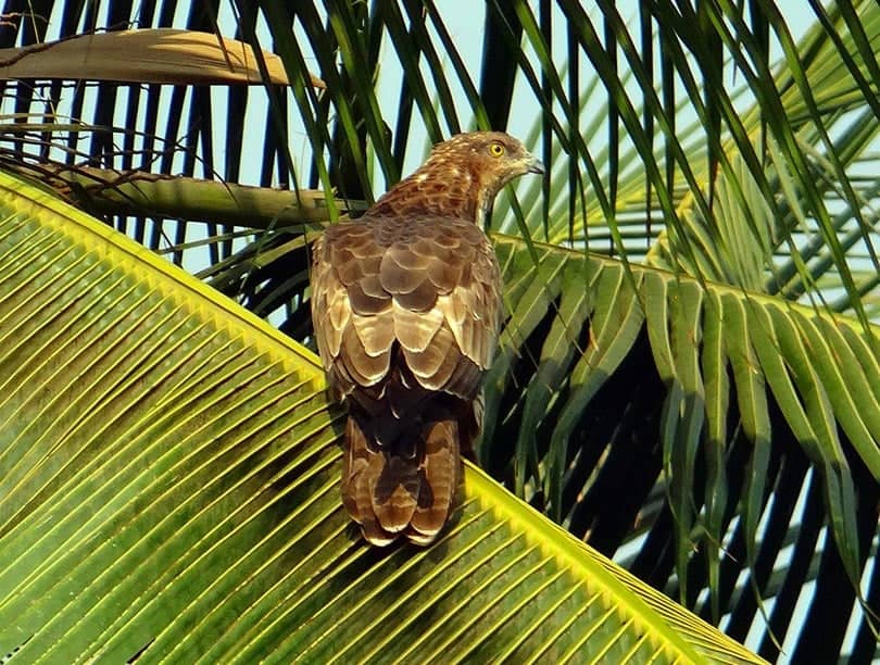 a honey buzzard bird perching on a tree