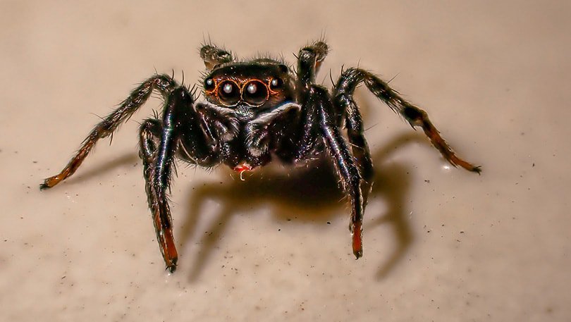 a jumping spider on a brown background
