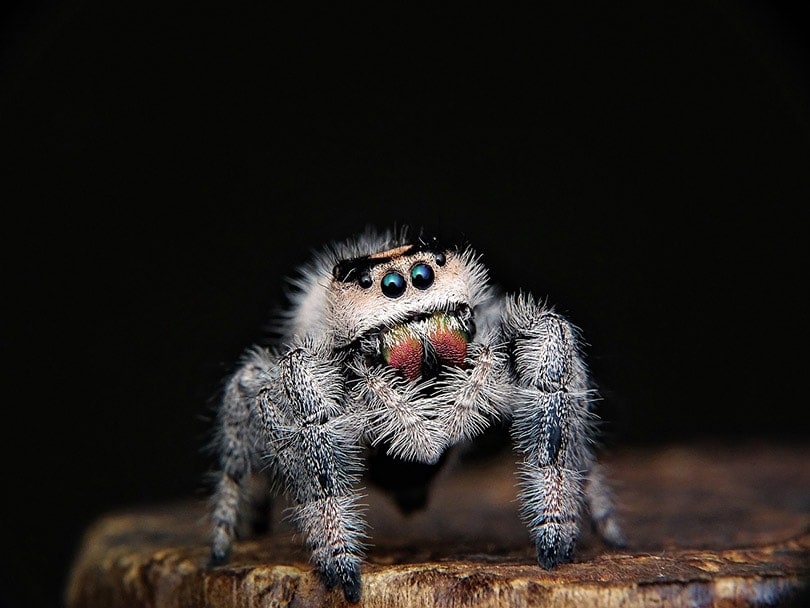 a jumping spider on a log