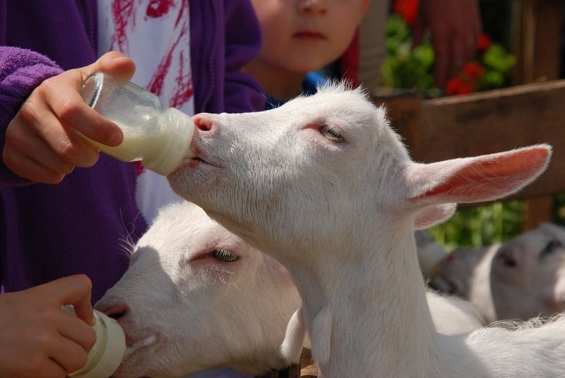 a kid (baby goat) being bottle fed with milk