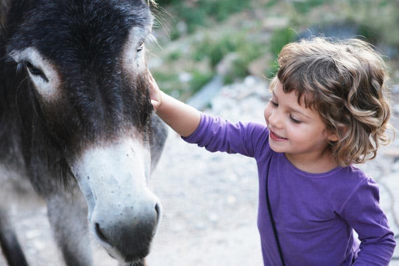 a little girl petting a donkey