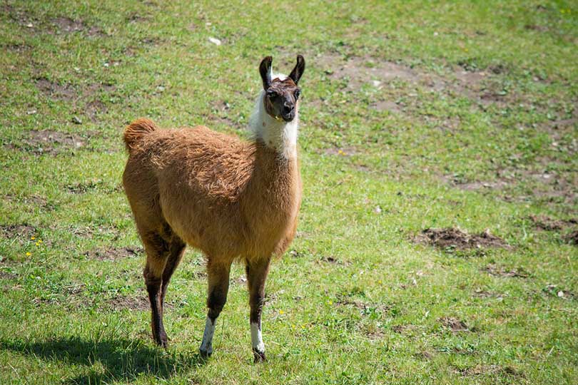 a llama in green pasture