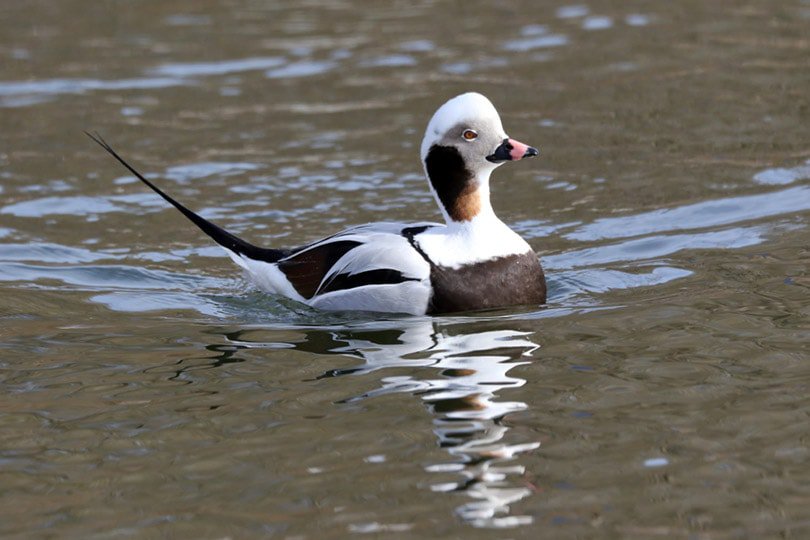 a long tailed duck swimming on clear water
