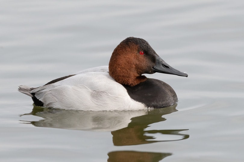 a male Canvasback duck on the river