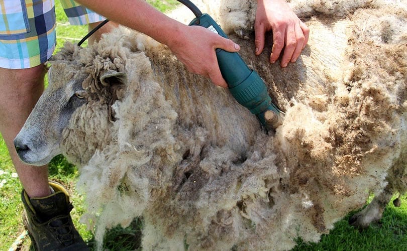 a man shearing a sheep