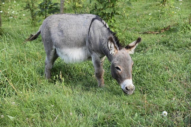 a miniature donkey eating grass