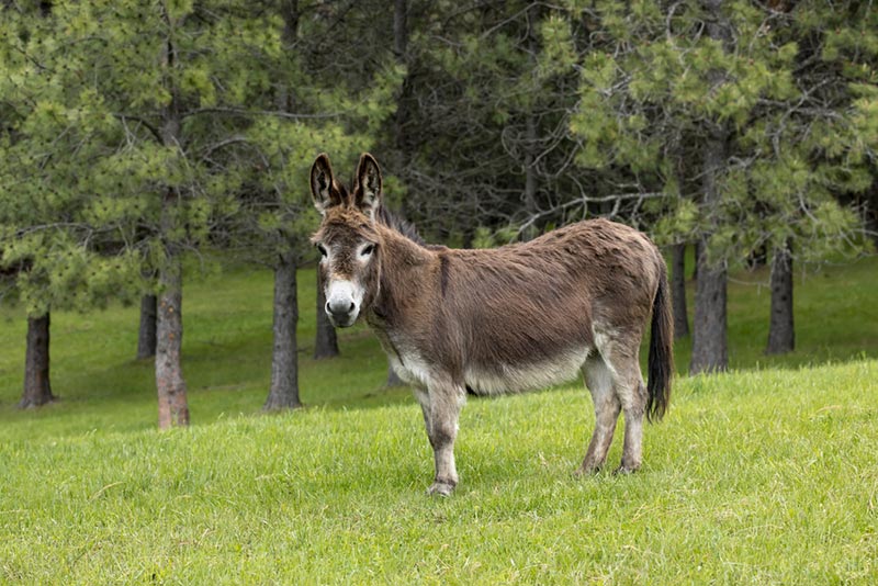 a miniature donkey standing on the grassy field