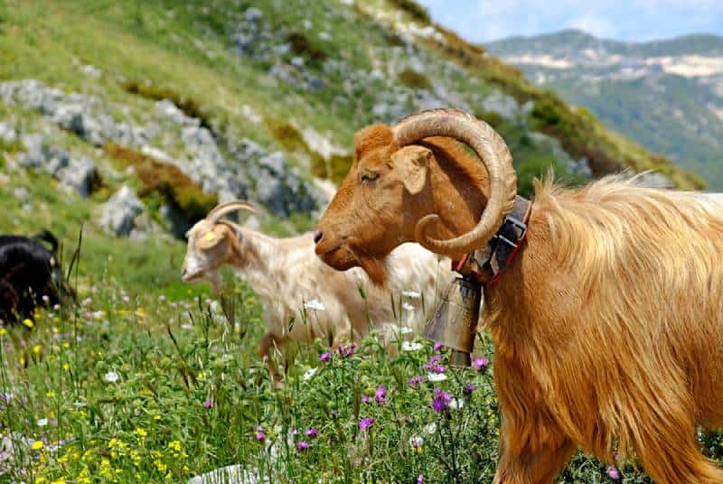 a mountain goat wearing a neck bell