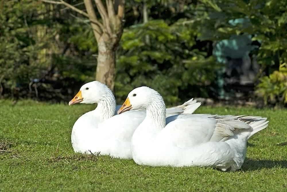 A pair of white roman geese