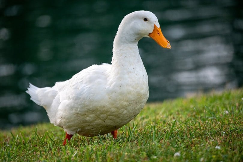 a pekin duck on a river bank