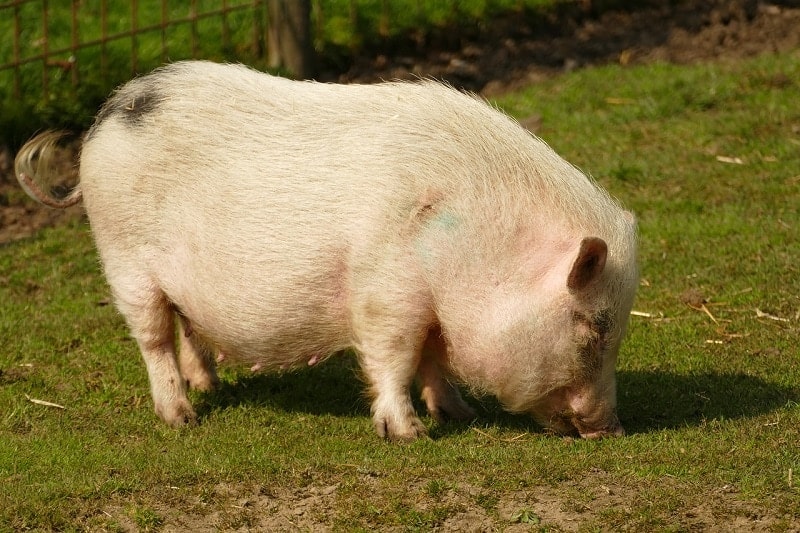 a potbellied pig