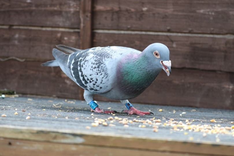 a racing pigeon eating crumbs