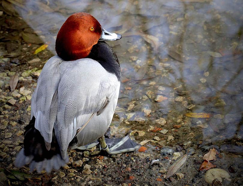 a redhead duck on a river bank