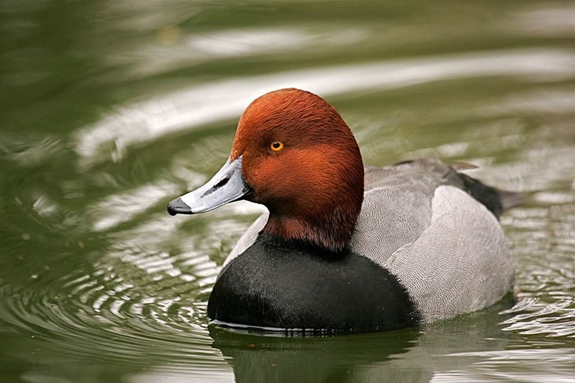 a redhead duck on the river