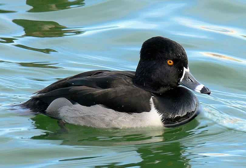 a ring-necked duck on the river