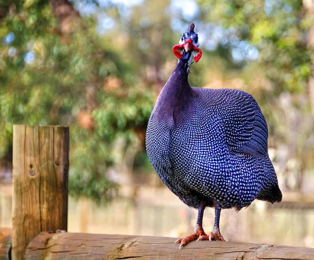 a royal purple Guinea Fowl