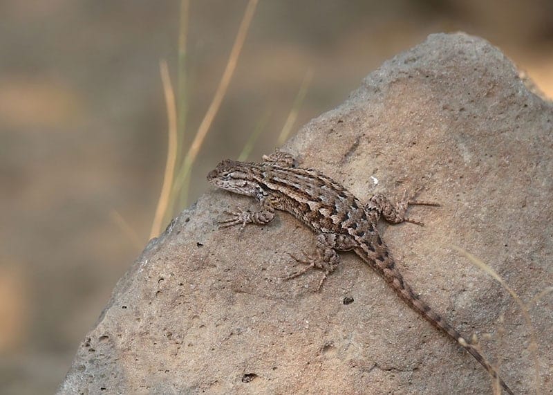 a sagebrush lizard on a rock