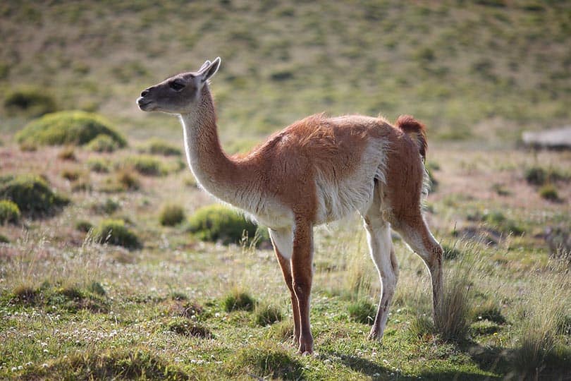 a side view of a guanaco