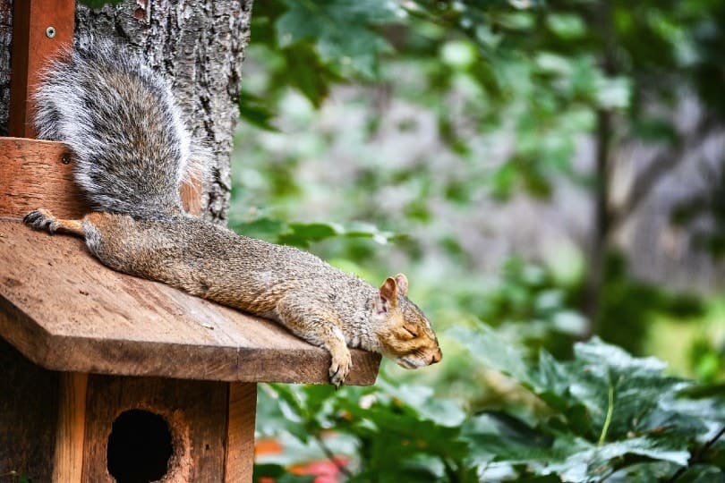 a squirrel sleeping on top of a birdhouse