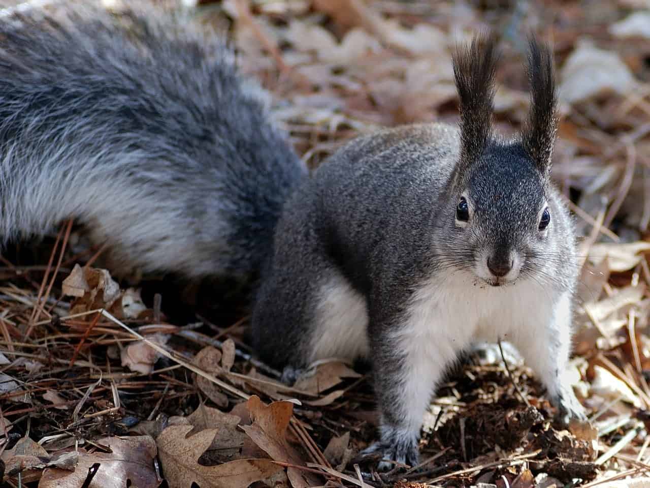 a squirrel can you keep squirrel as a pet
