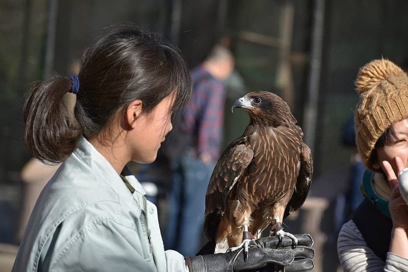 a woman handling a falcon in zoo