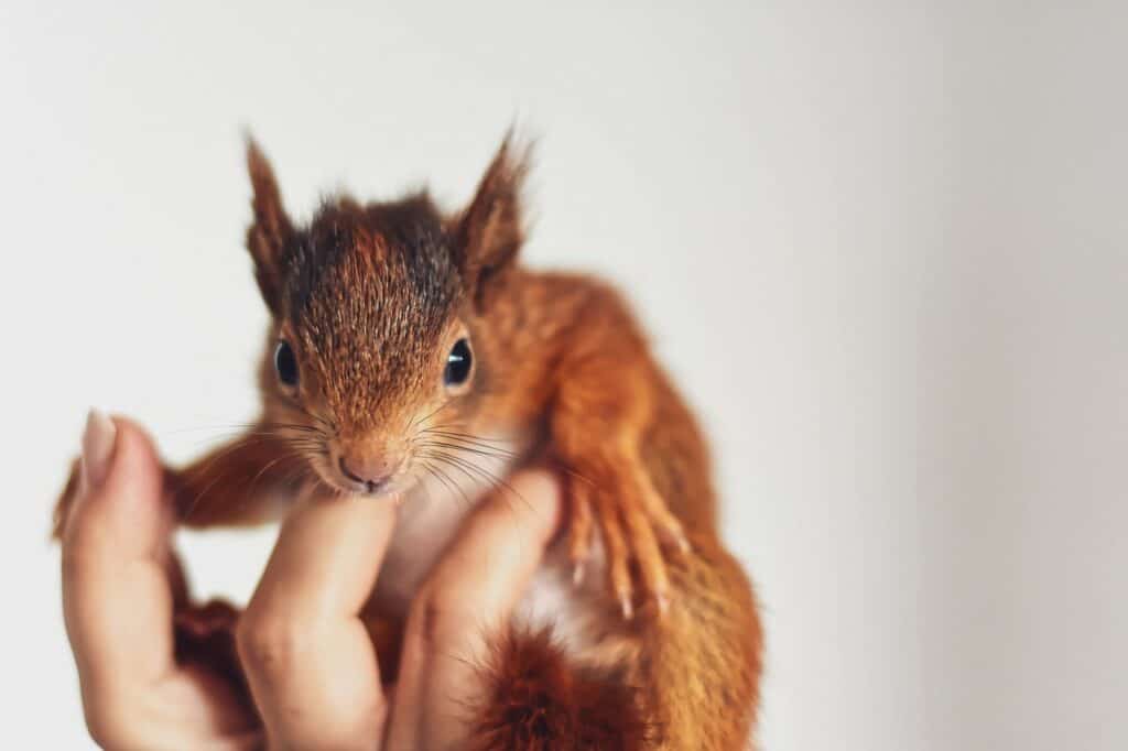 a young squirrel