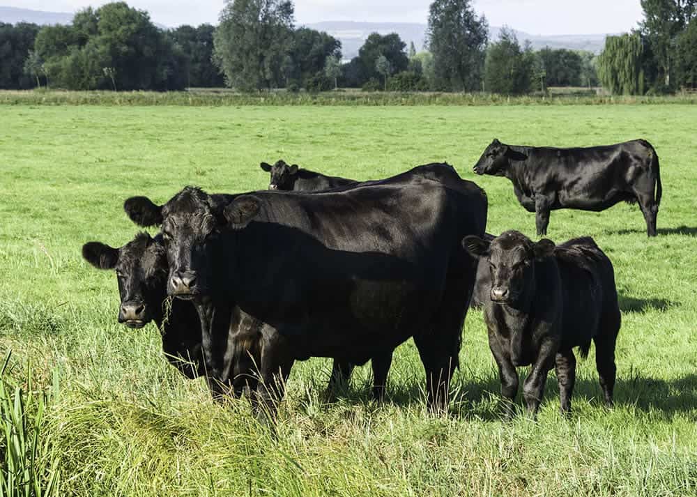 Aberdeen Angus cattles grazing