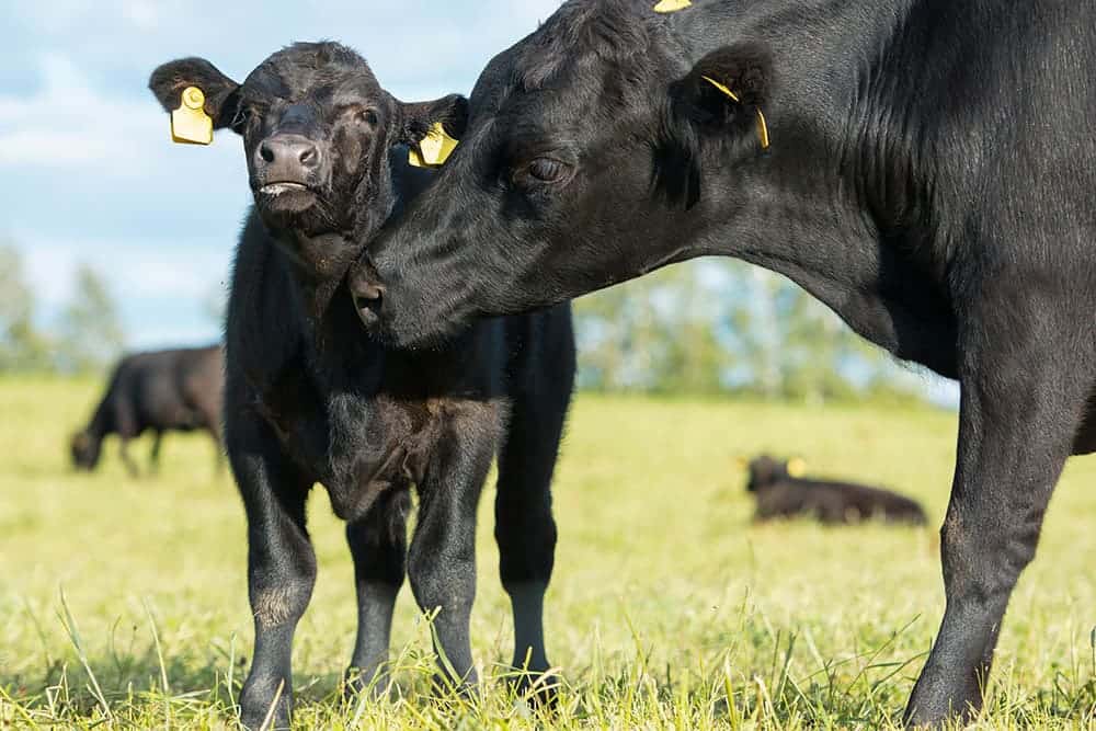 Aberdeen angus cow and calf