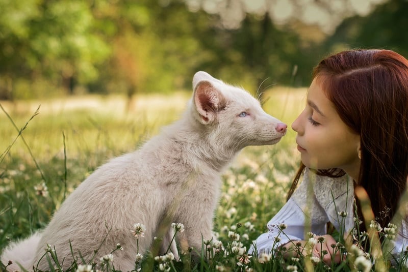 albino fox with young girl