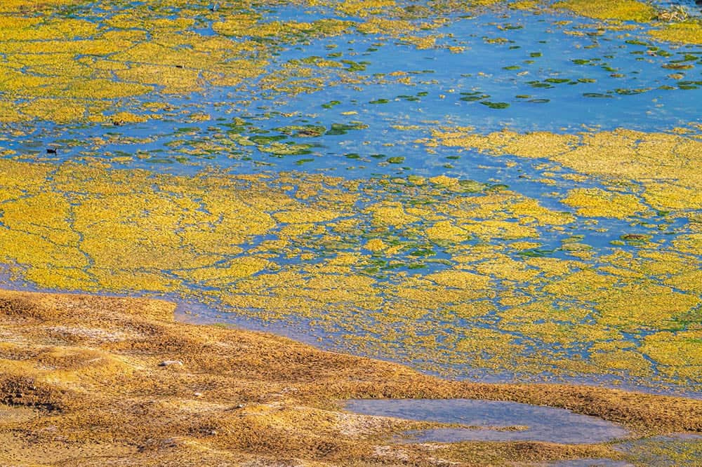 algae in pond