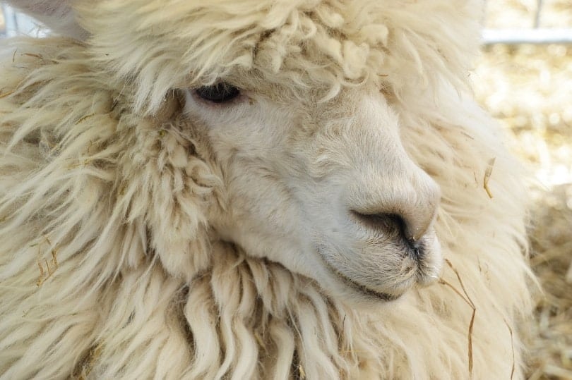 alpaca fleece