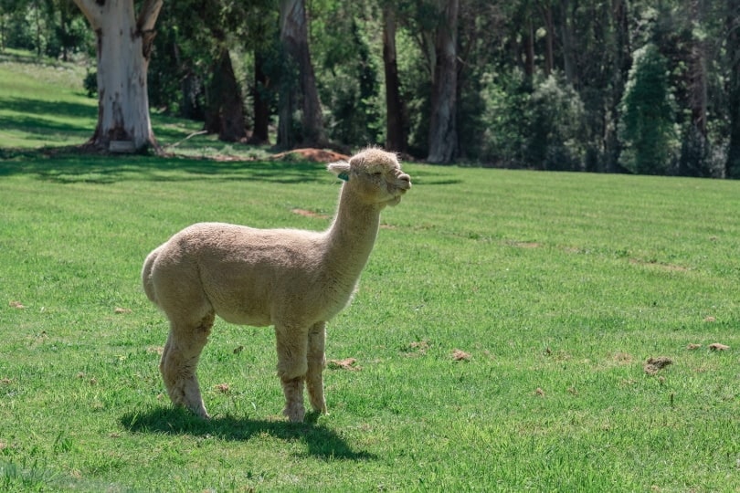 alpaca standing on the grass